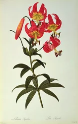 Lilium Superbum, de 